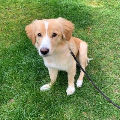 Foto zu Brut u. Setzzeit Bonnie