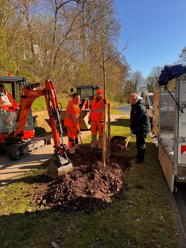Bild vergr��ern: Baum