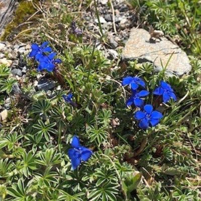 Bild vergrößern: Blaue Alpenblume